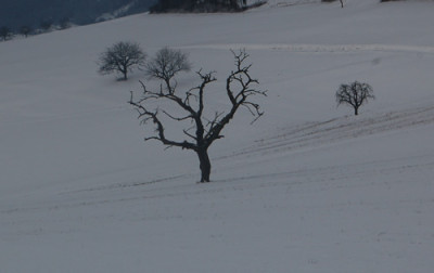 Baumknorz__0010__2488.jpg