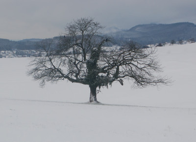 Knorriger_Baum_0010__2487.jpg