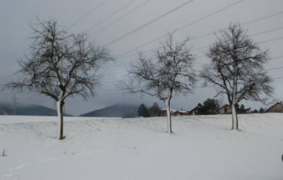 Drillinge_0010__2513.jpg
