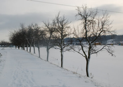 Alte_Wachter_am_Wegrand_0010__2515.jpg