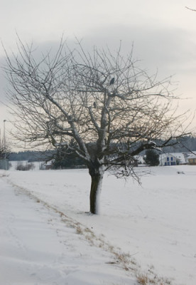 Baum_mit_Gasten_0010__2516.jpg