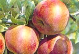 apfel_florina.jpg
