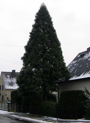 Mammut_in_der_Nachbarschaft.jpg