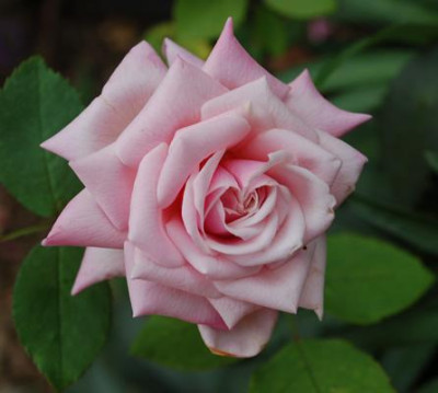 Mevrouw_Boreel_van_Hogelander_0015_57774.jpg