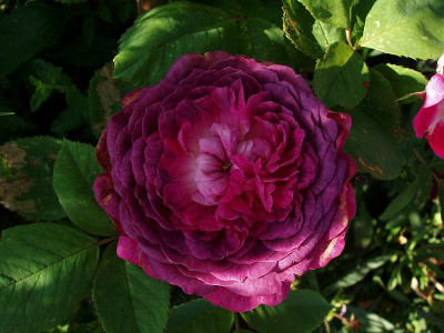 zg_reine_des_violettes_2009.jpg