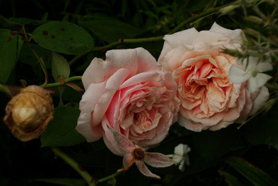 zg_gloire_de_dijon_2009.jpg