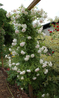 Schneewittchen_Clg_0015__51337.jpg