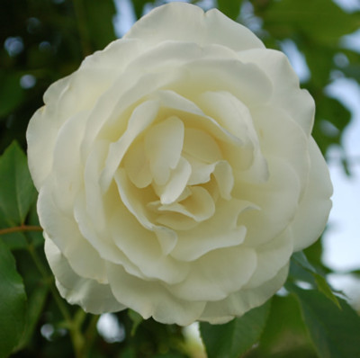 Schneewittchen_Clg_0016_48856.jpg