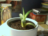 PICT0009.JPG