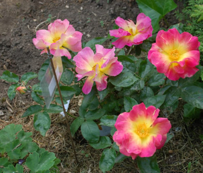 Reveil_Dijonnais_0015__47627.jpg
