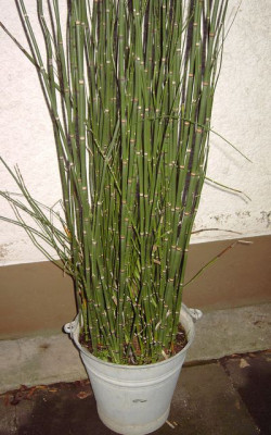 PICT3993-2.JPG
