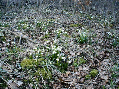Leucojumwiese1.jpg