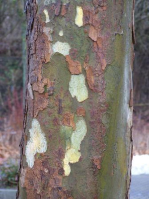 Platane009.jpg