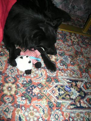 Kuscheltiere.jpg