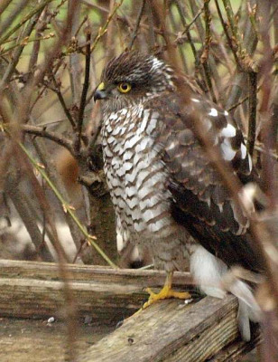 welcher_falke_bin_ich_2009-12.jpg