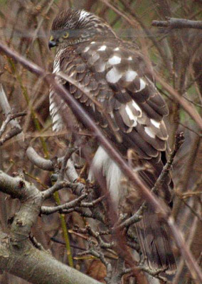 sperber_2009-12.jpg
