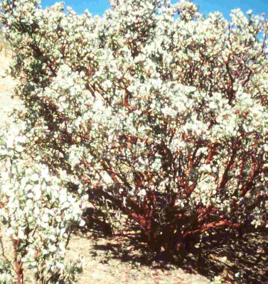 arctostaph12klein.jpg