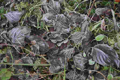 Rauhreif-schwarze_Blaetter1.jpg