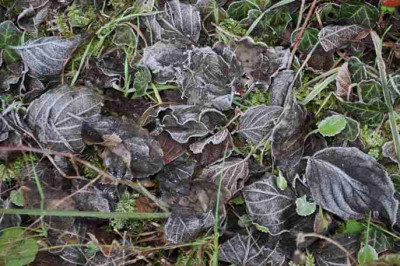 Rauhreif-schwarze_Blaetter1a.jpg