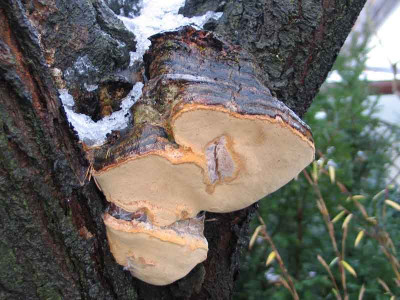 Baumpilz_an_prunus_c._Nigra.jpg