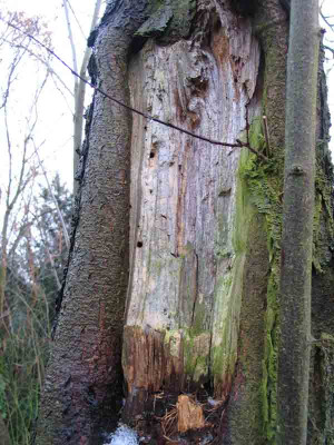 Orkanschaden_und_Fralocher__an_prunus_c._Nigra.jpg