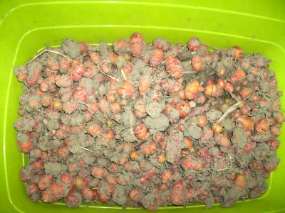 Oca.jpg