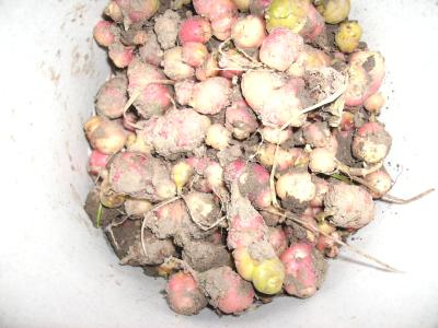 Ocarosa.jpg
