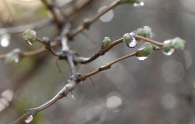 Lonicera-Tropfen-hell3-0031-klein-neu.jpg