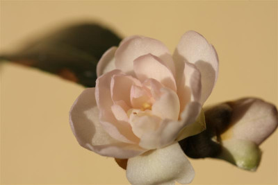 Winters_Rose_27.12.2009.JPG