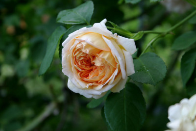 Alchimyst0407a.jpg