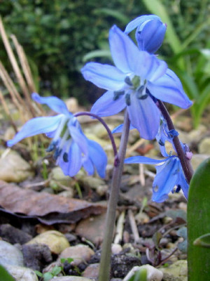 Scilla_blau-05.jpg
