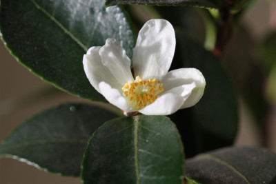 C._tenuiflora_27.12.2009.JPG