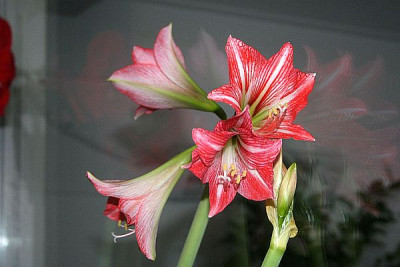 rosa-wei_gestreifte_A_klein.jpg