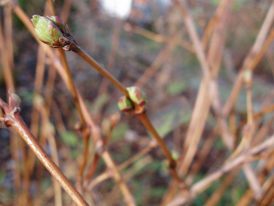 lonicera_x_purpusii_o_fragrantissima.jpg