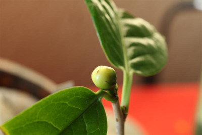 C._nitidissima_27.12.2009.JPG