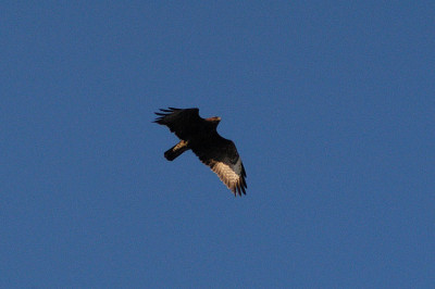 Turmfalke_N10685.jpg