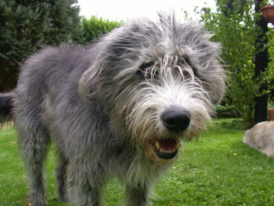 Kein_Hirtenhund.JPG