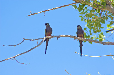 0210_Argentinien_2009_Bc.jpg