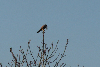 FalkeMaus_N10690.jpg