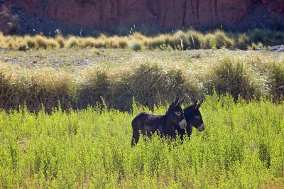 0208_Argentinien_2009_Bc.jpg