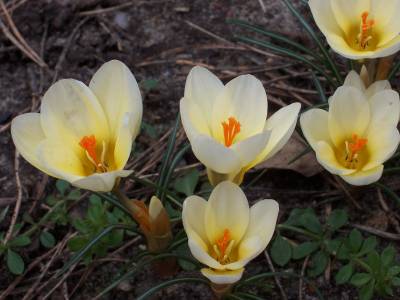 crocus_chrysanthus.jpg