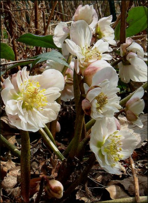 Helleborus_niger..JPG