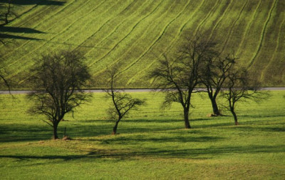 obstbaeume_09_ende_01.jpg