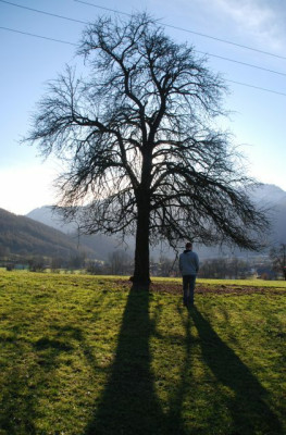 obstbaeume_09_ende_03.jpg