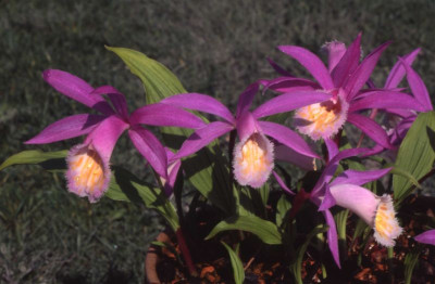 P._formosana.jpg