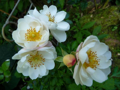 k-Heidesommer_S_2009.jpg