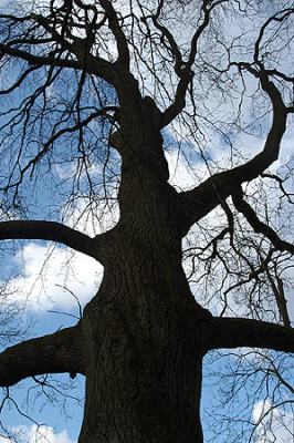 010_meise_rinde_himmel.jpg