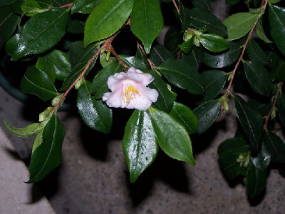 100_2533_Camellia_ex_China_-_flower_7___640.jpg