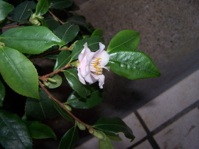 100_2539_Camellia_ex_China_-_flower_hose_in_hose____800.jpg