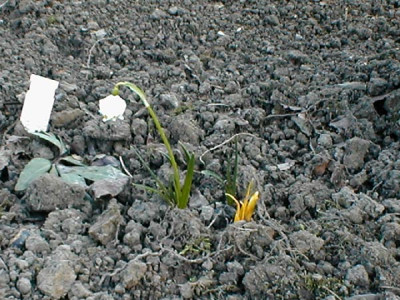 Gartenleu.jpg